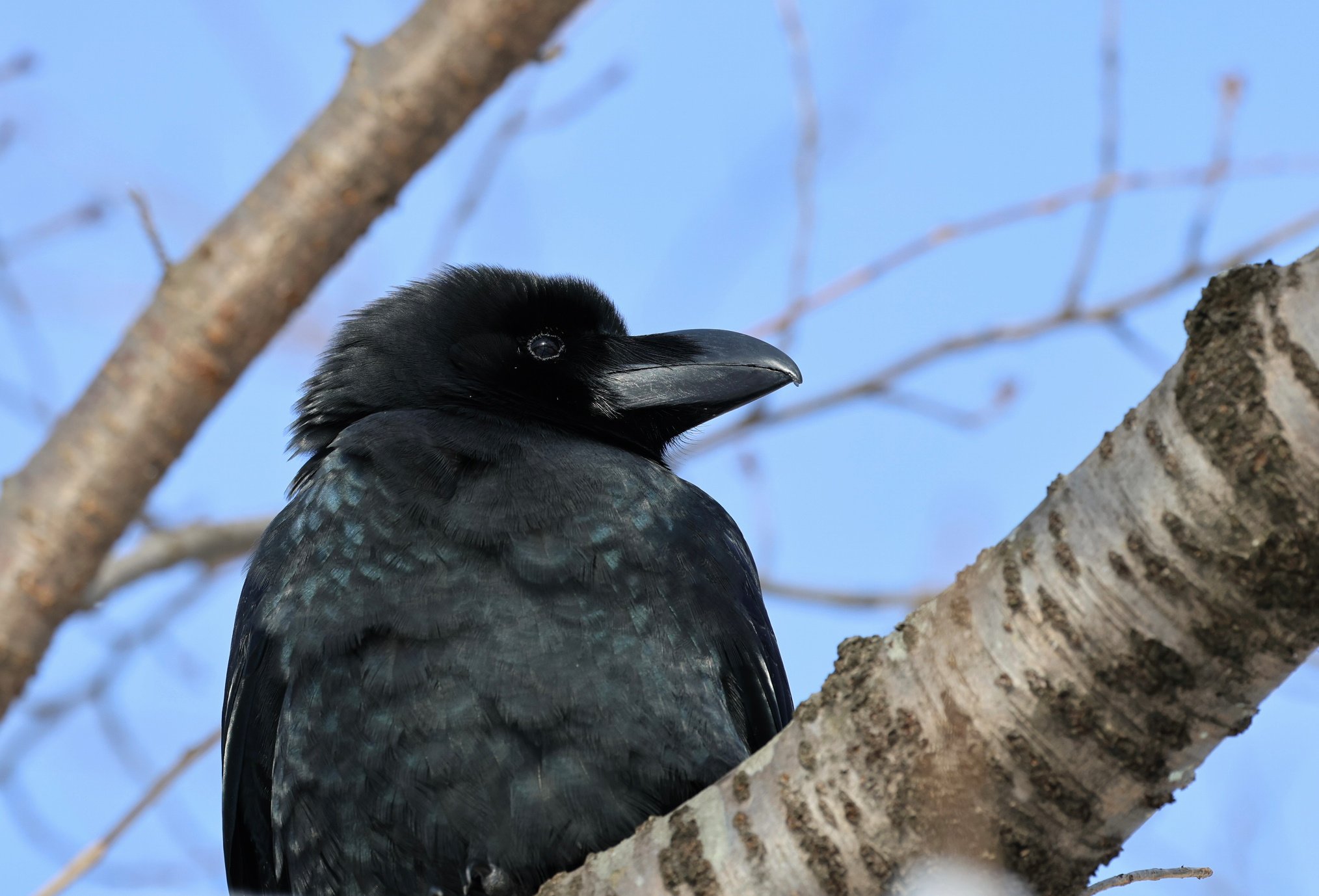 カメラのキタムラ写真部