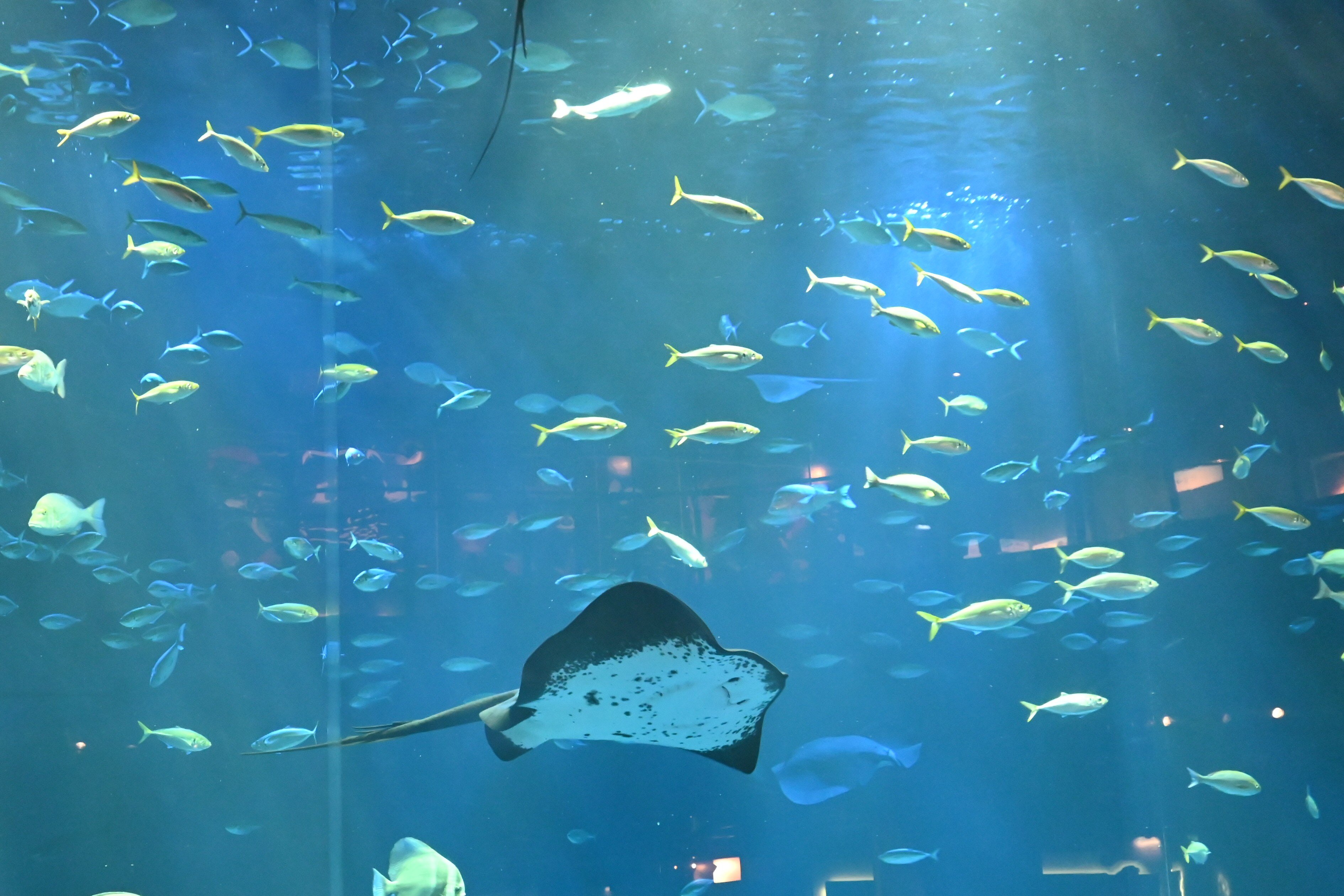 四国水族館