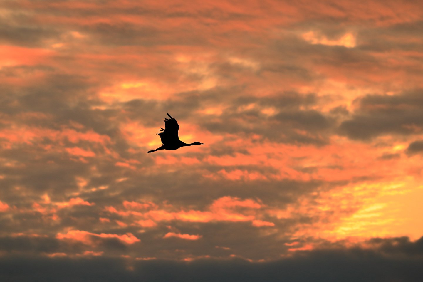 ShaSha_野鳥撮影は露出で決まる！ ISO・絞り・シャッター速度の関係＋撮影モードの使い分け