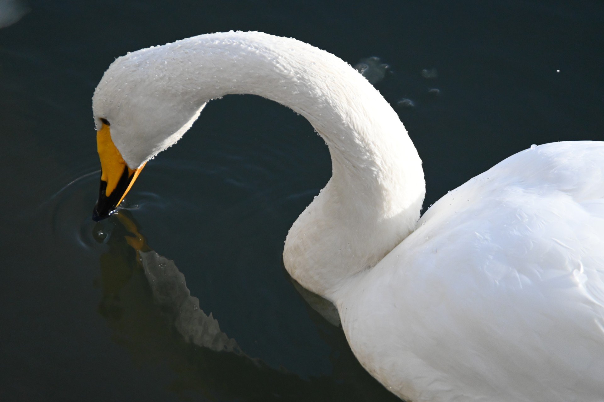 カメラのキタムラ写真部