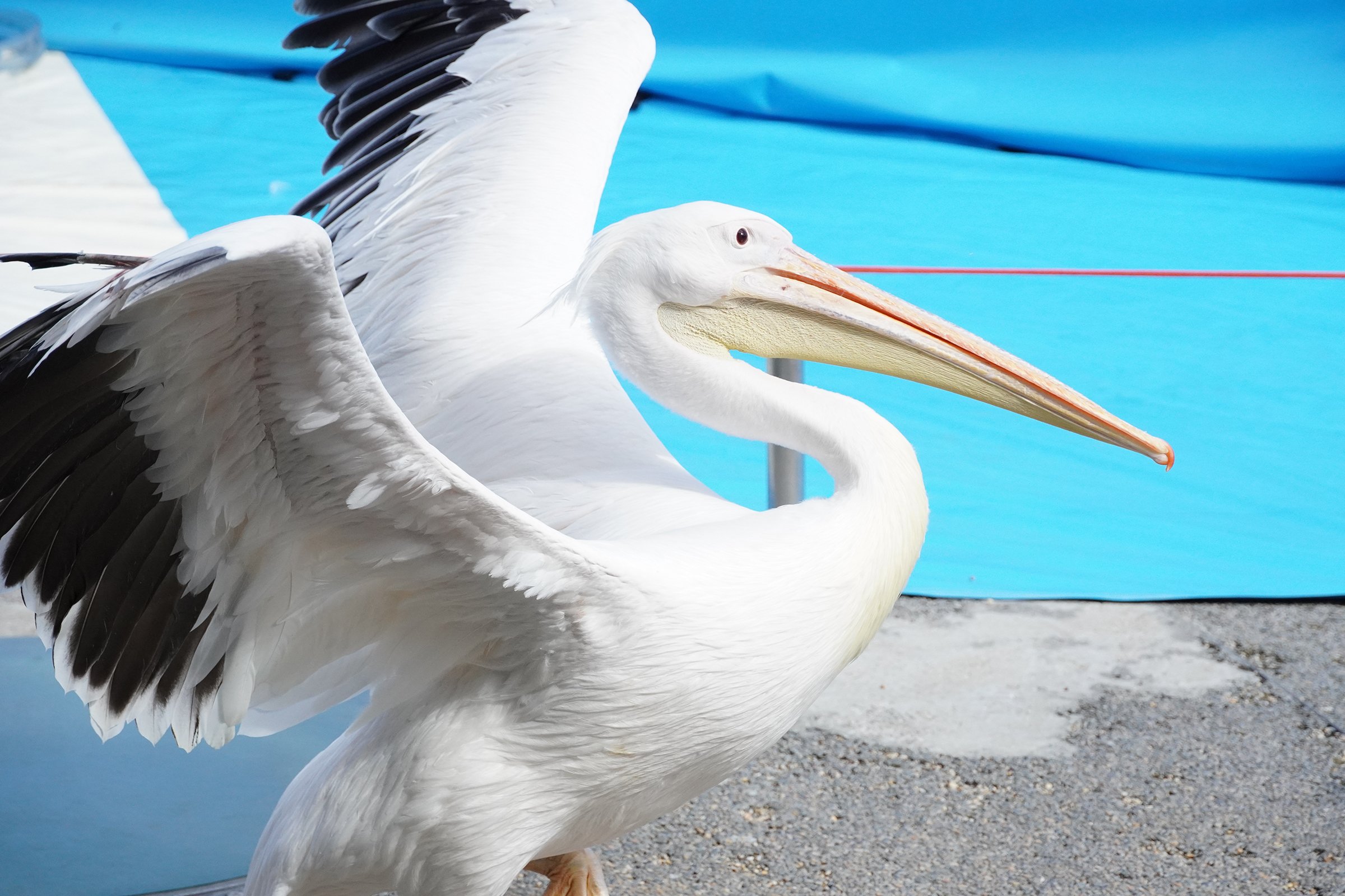 大分マリーンパレス水族館「うみたまご」