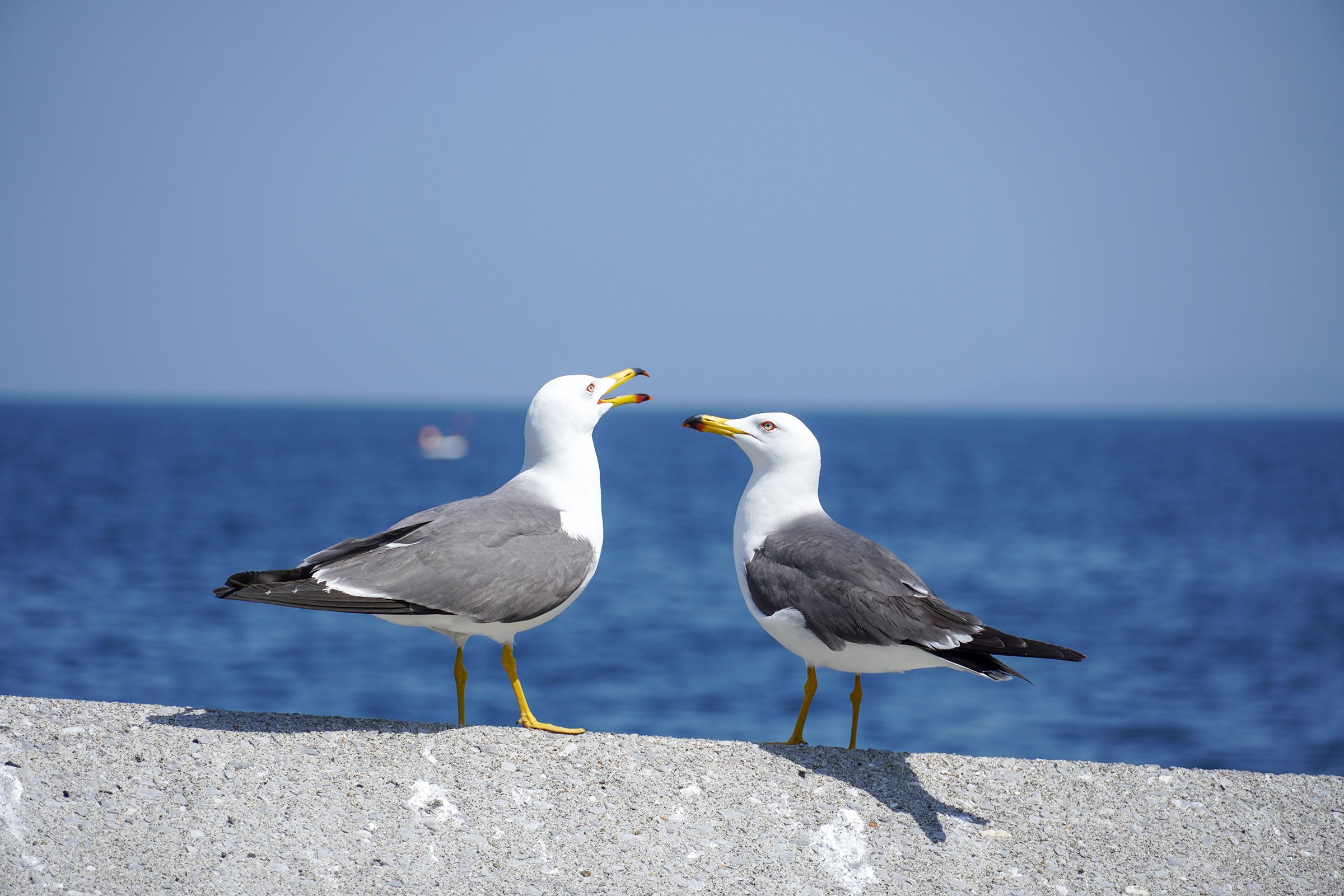 大分マリーンパレス水族館「うみたまご」