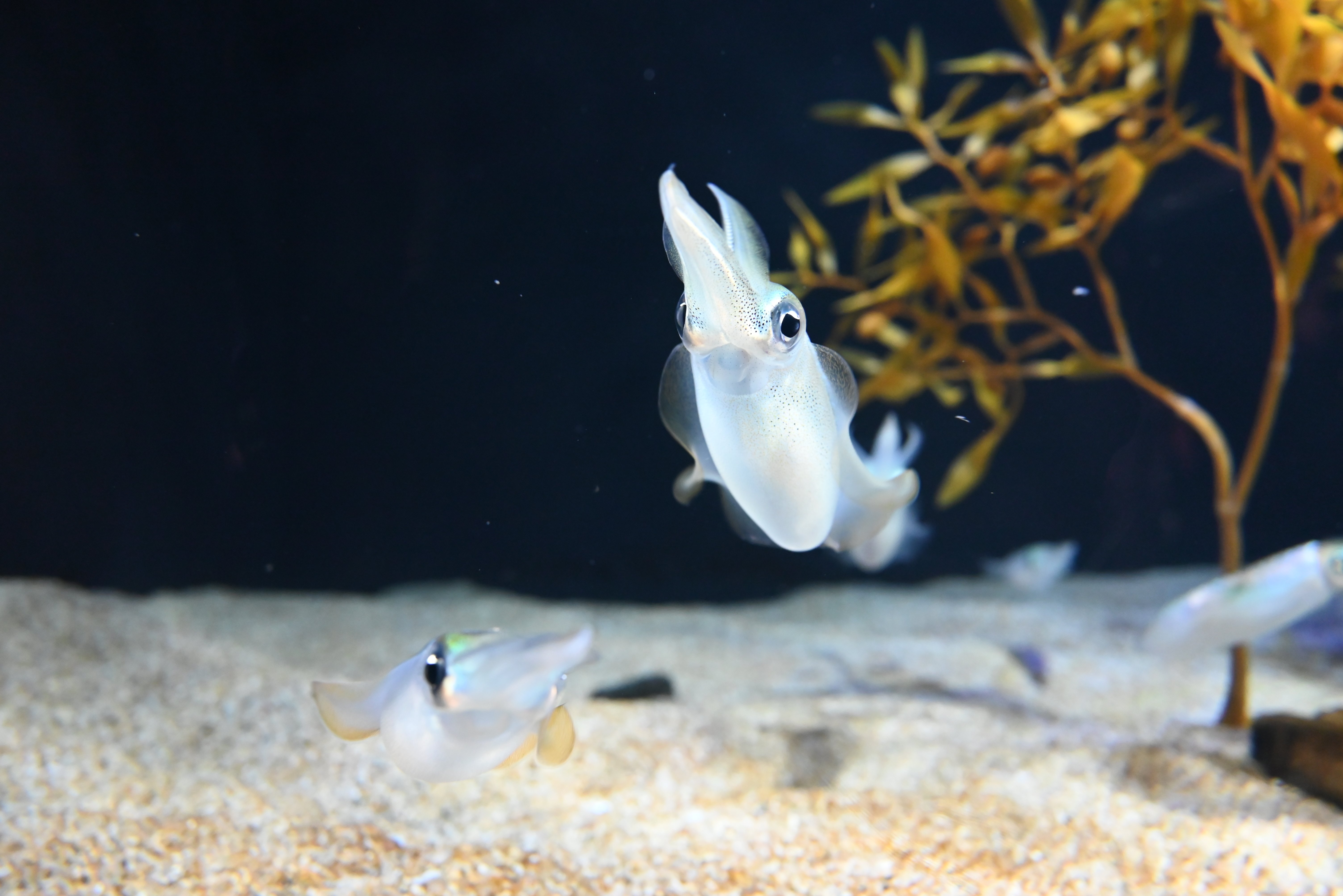 四国水族館
