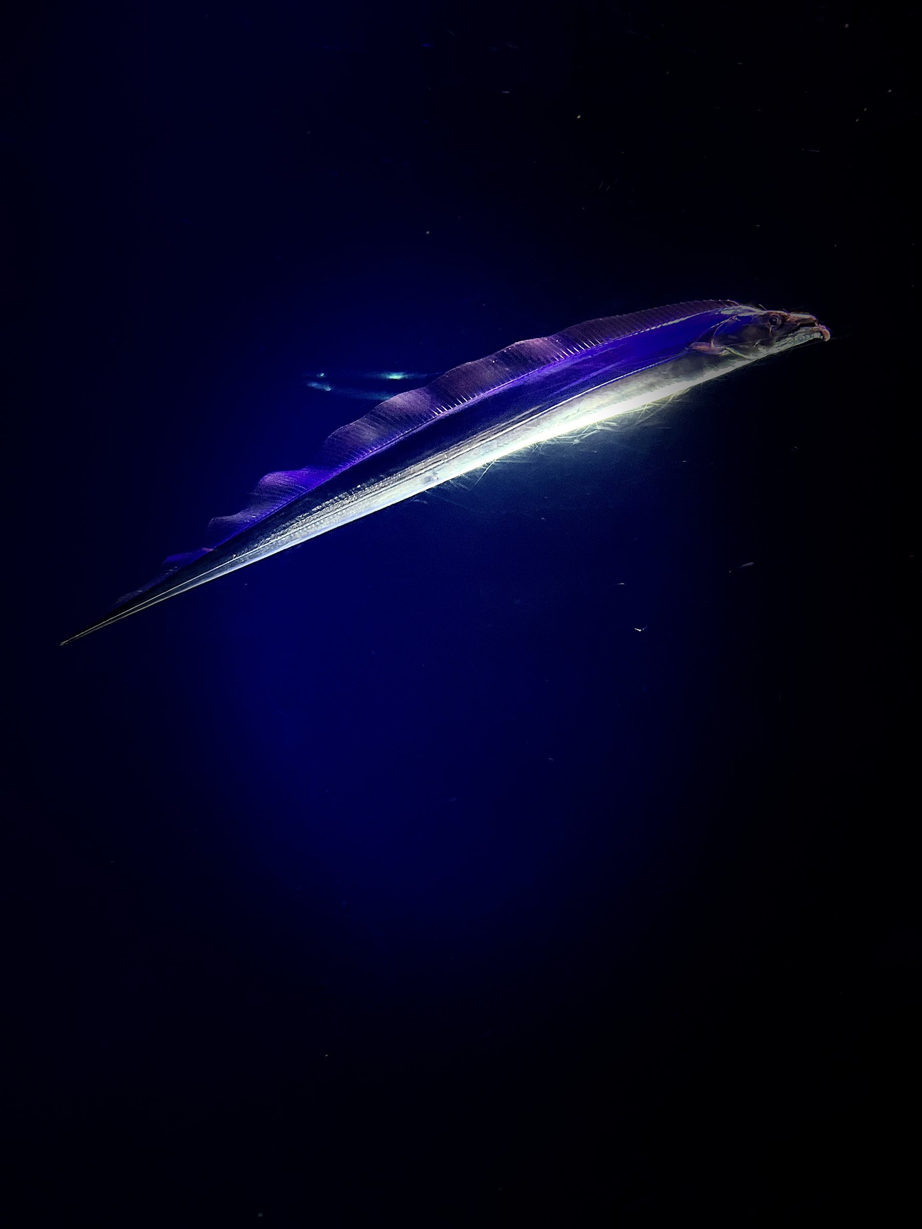 大分マリーンパレス水族館「うみたまご」