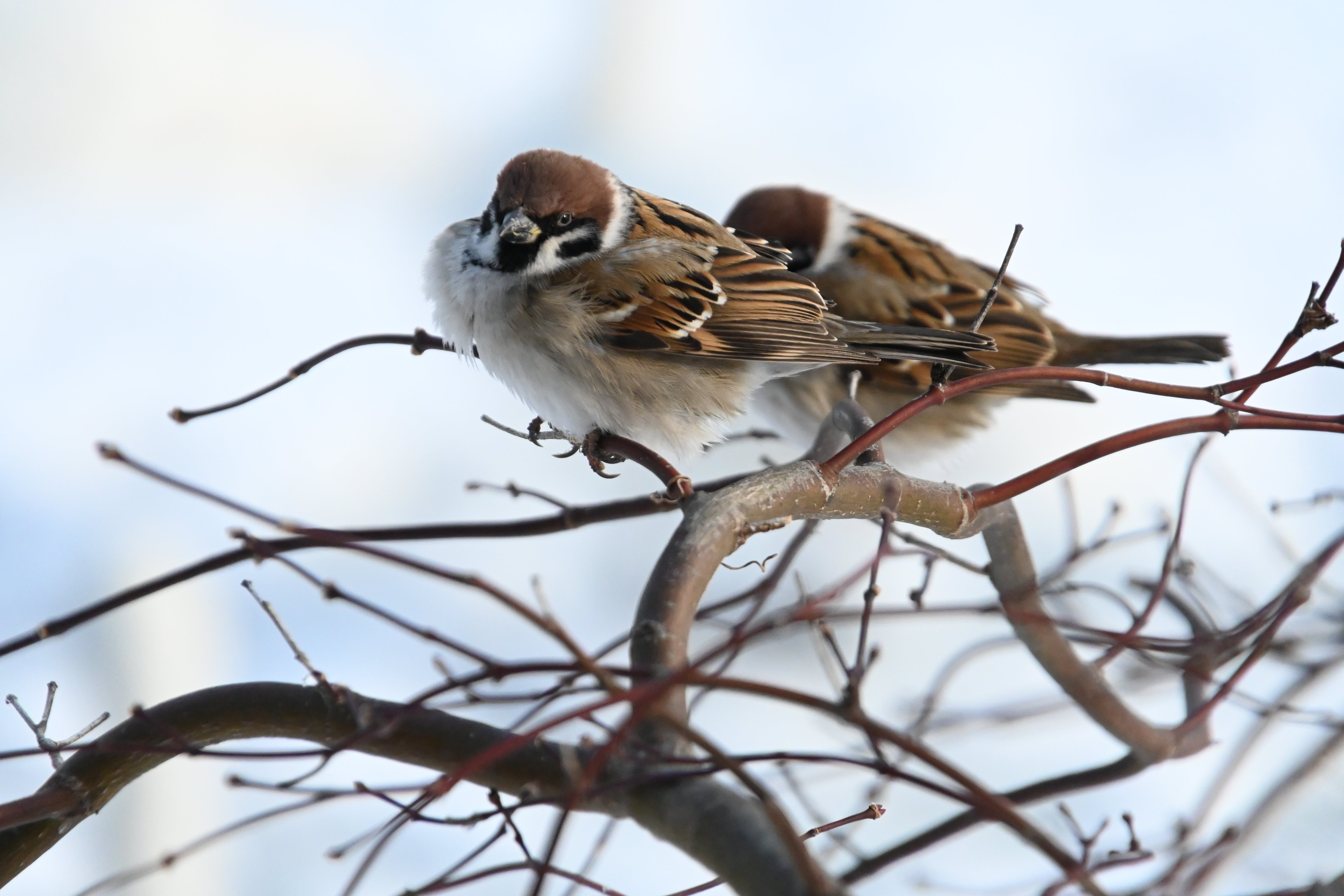 カメラのキタムラ写真部
