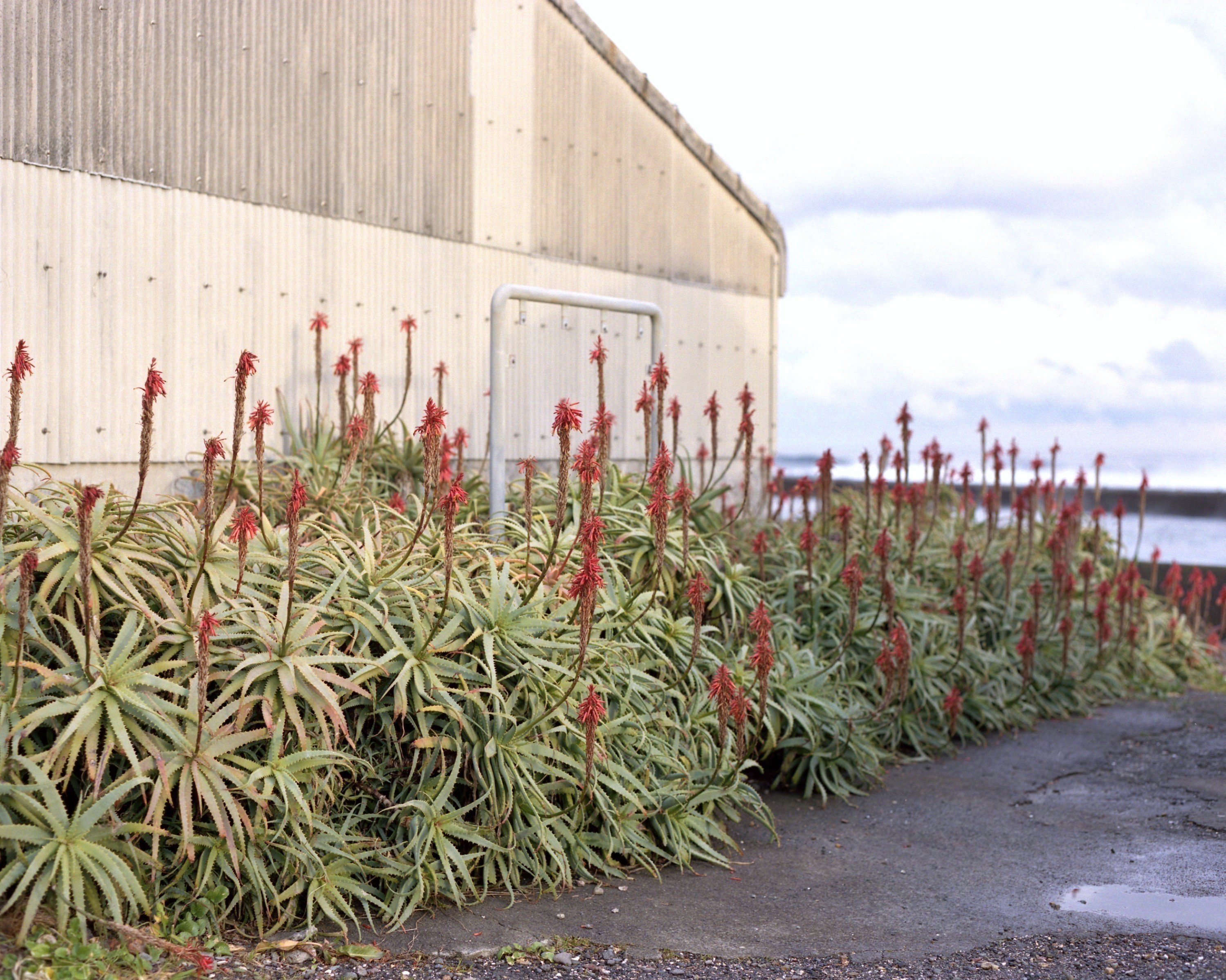 アロエの里_河合さん作品１